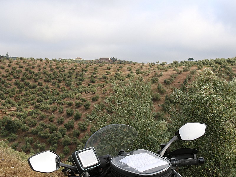 En Montoro podemos encontrar grandes olivares