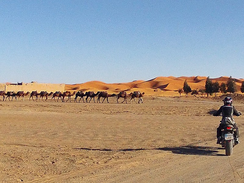 Encuentro con camellos en el desierto