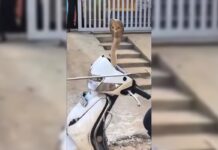 Cobra haciéndose pasar por pitón