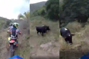 Endureros perseguidos por una vaca: ¡eso sí es enduro extremo!