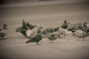 Las palomas tienen mejor capacidad de los humanos para captar la velocidad de los objetos