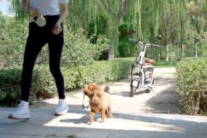 MoPet: El patinete eléctrico para poder transportar a nuestra mascota