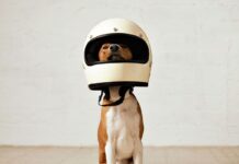 viajar_en_moto_con_mascotas_1