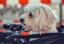 viajar_en_moto_con_mascotas_2