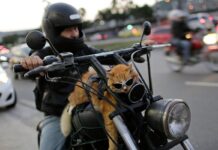 viajar_en_moto_con_mascotas_3