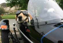 viajar_en_moto_con_mascotas_4