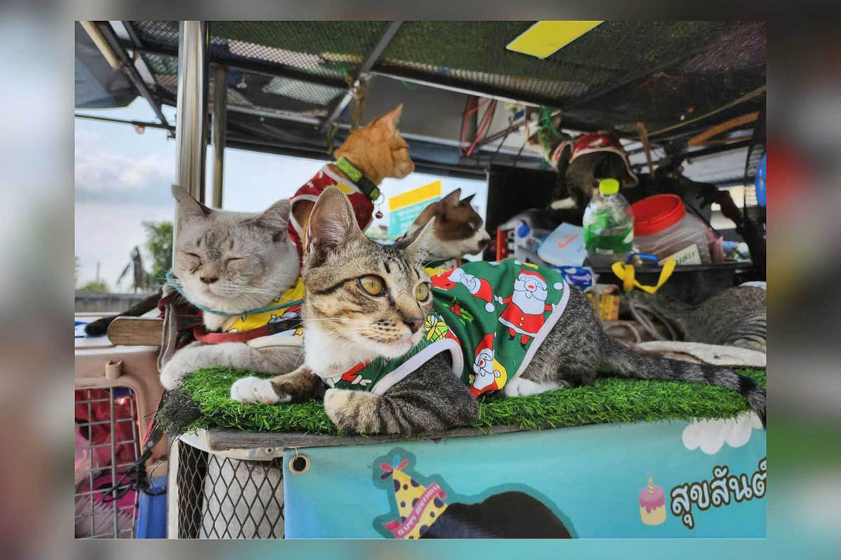 Los gatos viven en el sidecar y, ahora, viajan en él