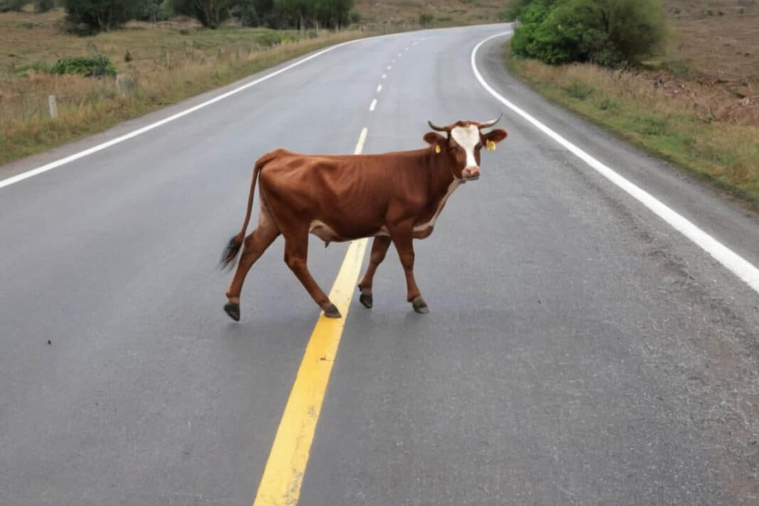 Una ley de 300 años deja sin indemnización a un motorista que chocó con una vaca